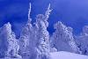 山形蔵王の樹氷 2002年